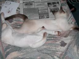 kittens - 071307 01